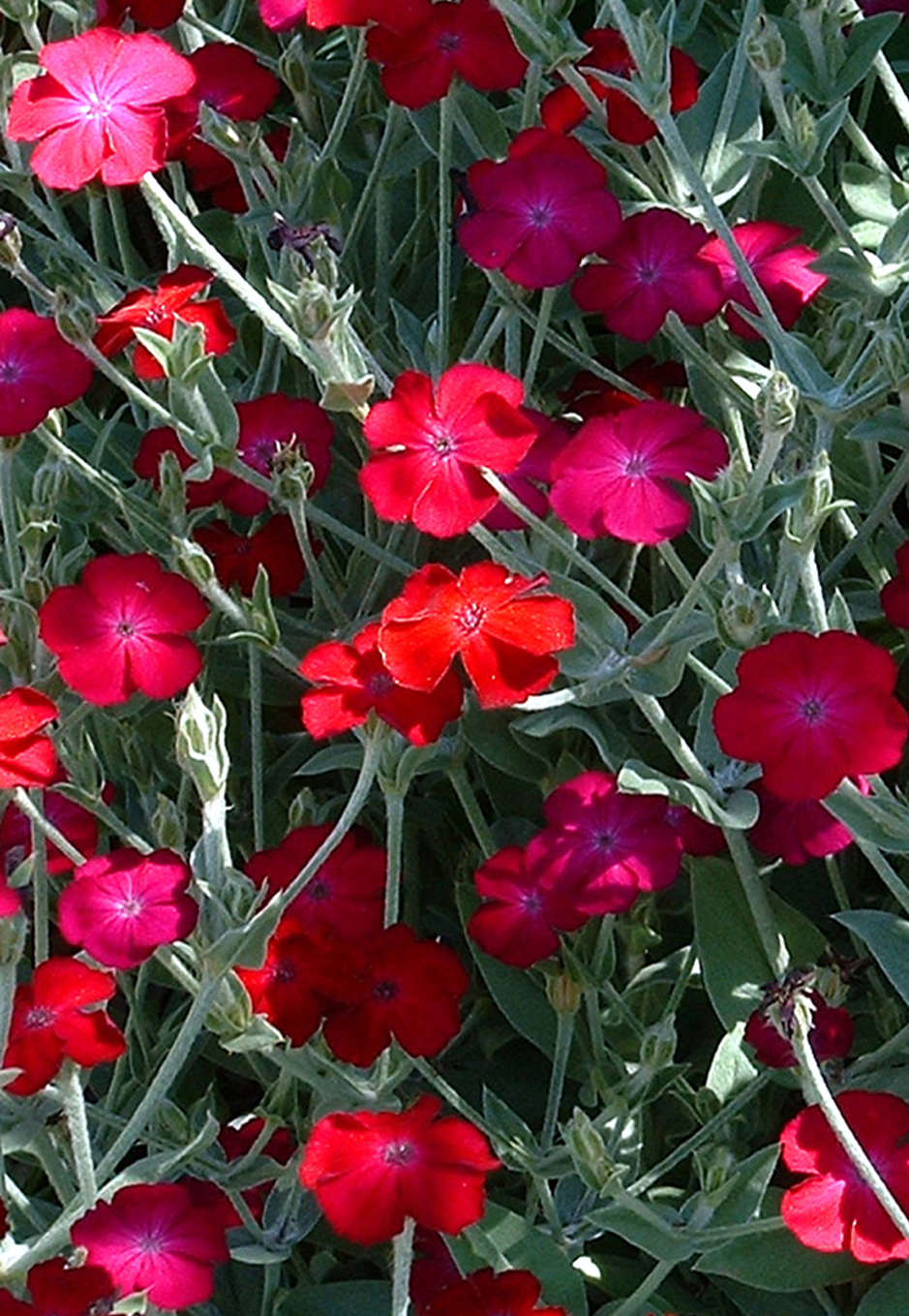 rose-campion-seeds-cottage-garden-seed